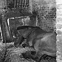 souvenirs en noir et blanc (104)